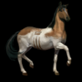 /album/kepeim/a1-chincoteague-png/